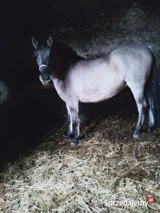 sprzedam KONIKI POLSKIE KLACZE Cyganka