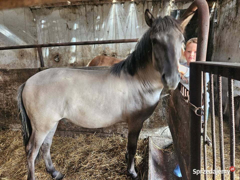 Konik polski ogierki Bubele