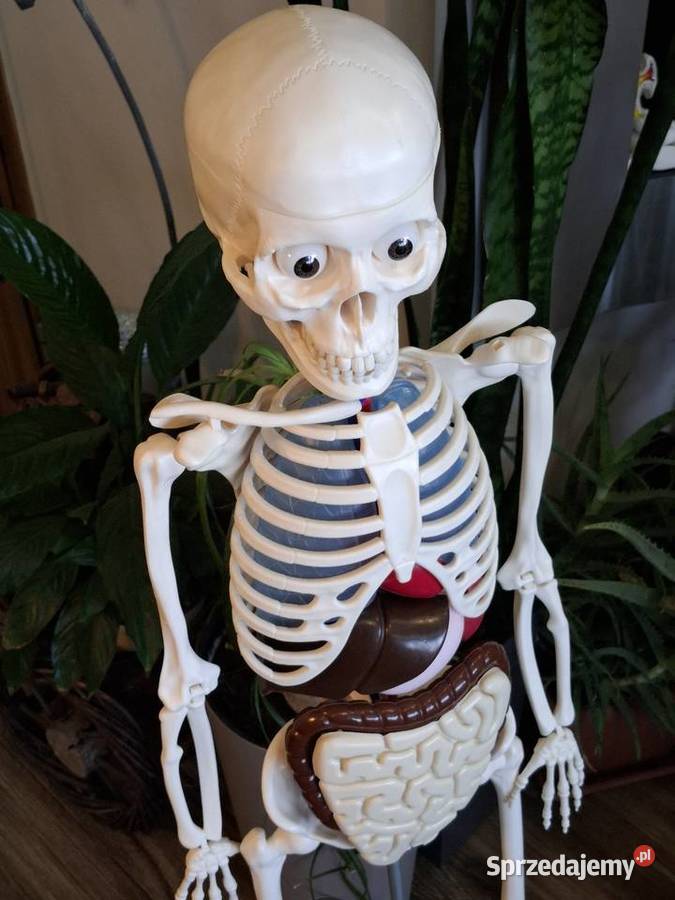 Model edukacyjny szkieletu człowieka kostek Pozostałe małopolskie Kraków