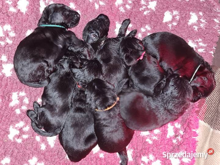 Flat Coated Retriever domowa hodowla FCI mazowieckie Kiełpin sprzedam