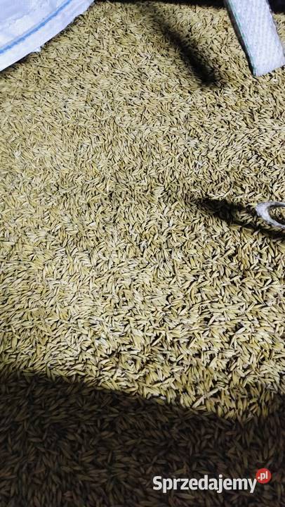 Owies RAMBO PIĘKNY Łask