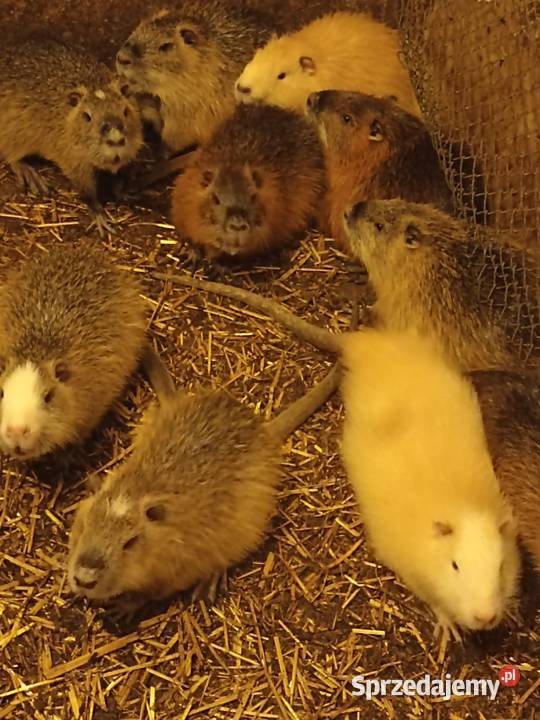 Nutrie tuszki Września