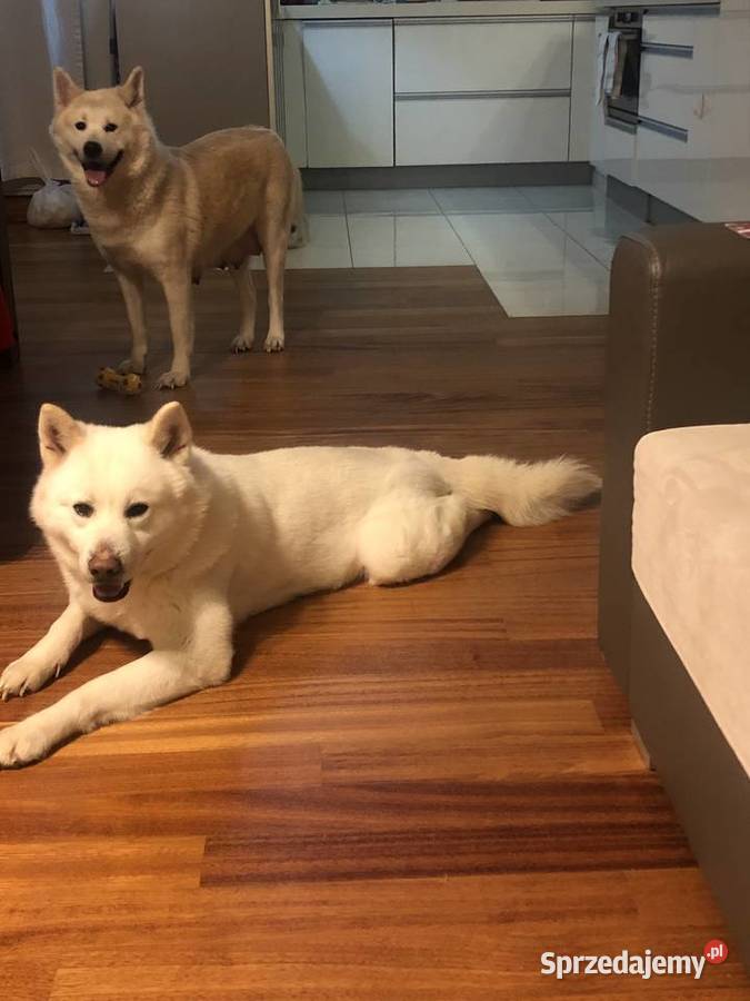 Akita Inu Japoński na sprzedaż Szczecin