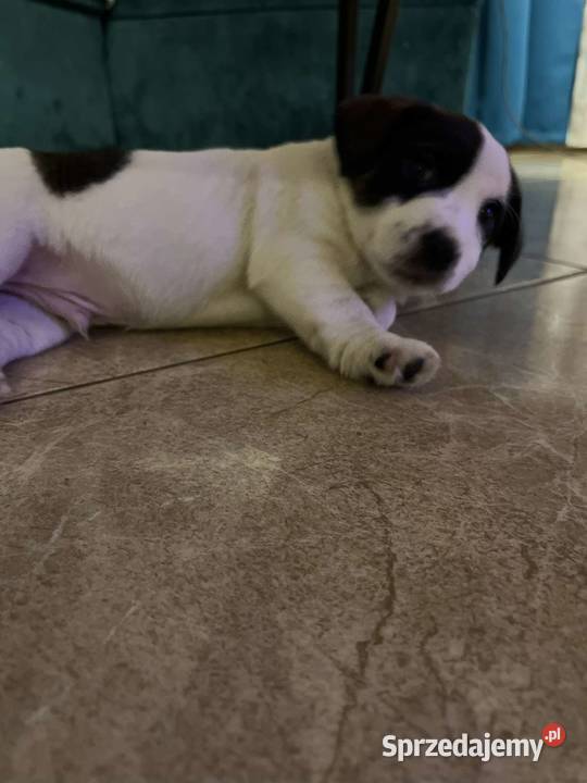 Jack Russell terrier FCI Piesek dolnośląskie Czernina