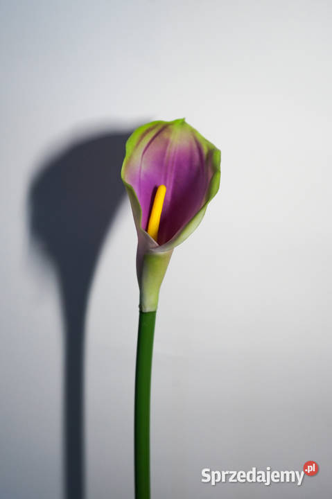 Kalia w kolorze fioletowo zielonym Częstochowa sprzedam