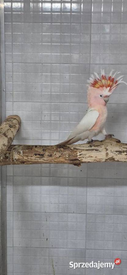 Sprzedam ptaki z 2025 wielkopolskie Grodzisk Wielkopolski