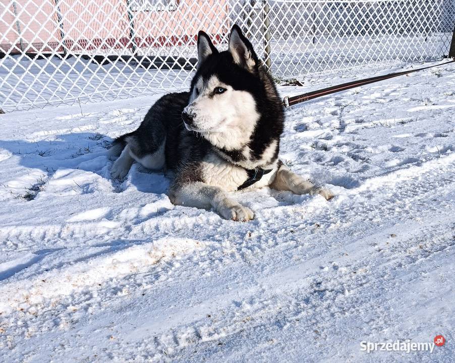Zapowiedź miotu szczeniaczków Siberian husky z Krośniewice
