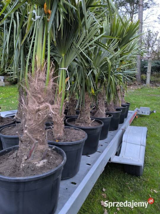 palma trachycarpus fortunei śląskie Pszczyna sprzedam