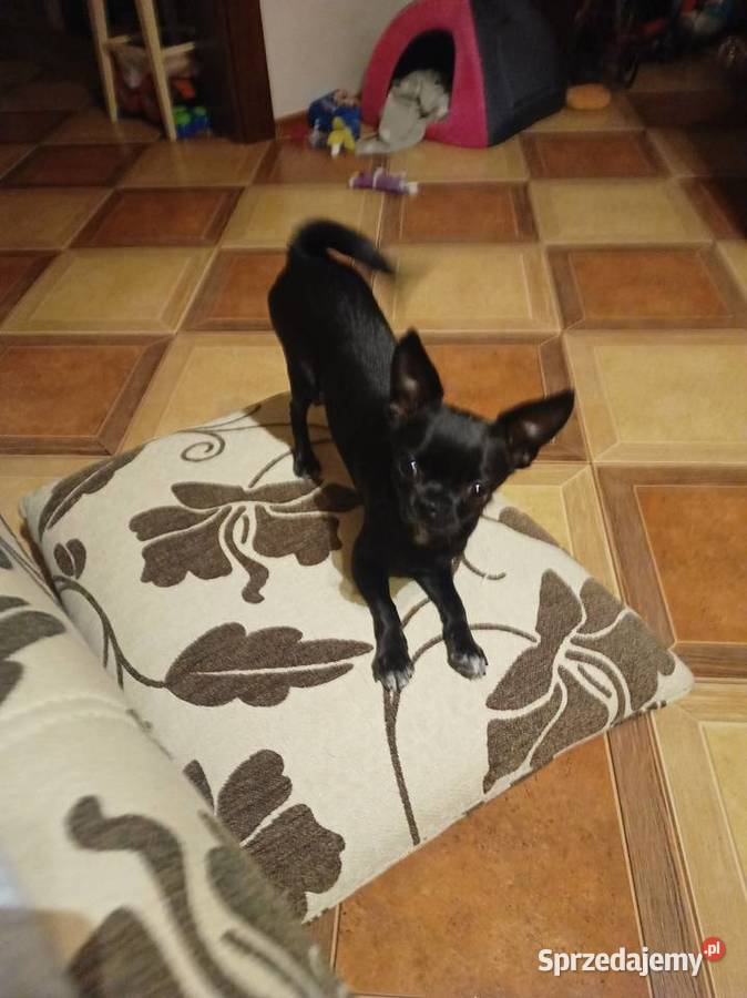 Piesek chihuahua Chihuahua Bydgoszcz