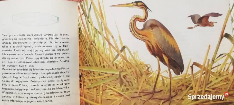 Ptaki chronione w Polsce Kraków