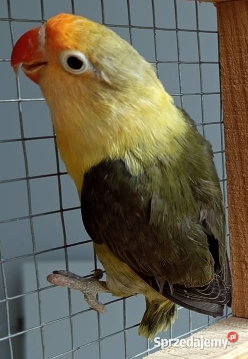 Nierozłączki Wadowice Dolne