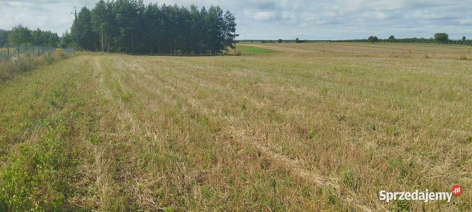 Sprzedam działkę rolno budowlaną 56ar budowlana świętokrzyskie Podlesie sprzedam