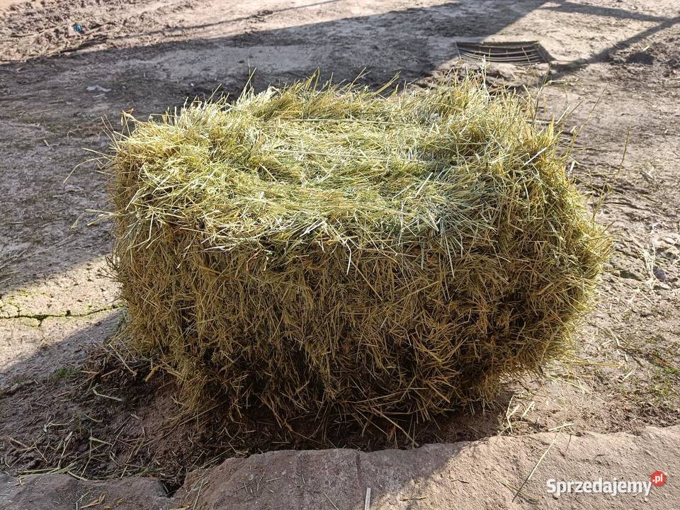 Siano kostka Górka Pabianicka