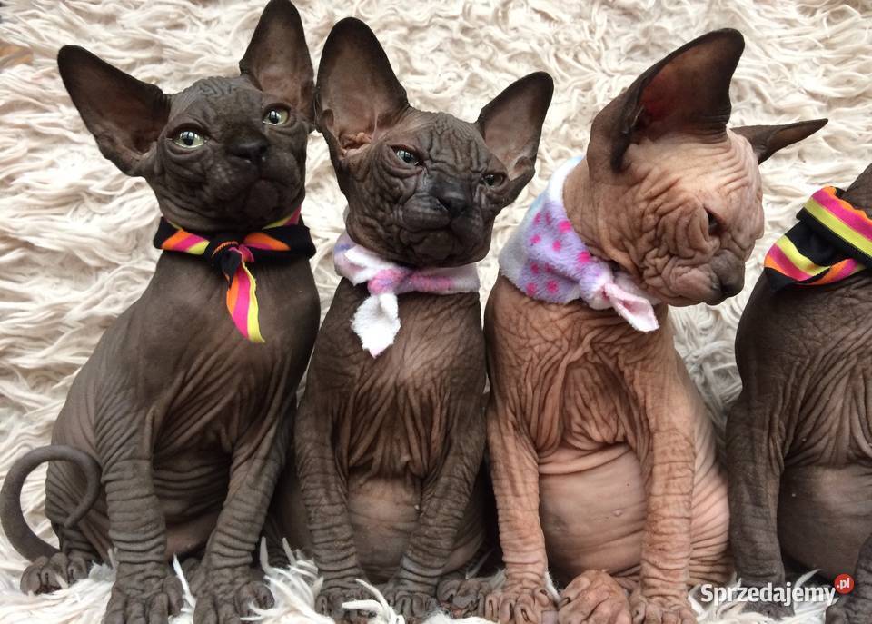 Sfinks Sphynx Zapraszamy Do Rezerwacji Warszawa