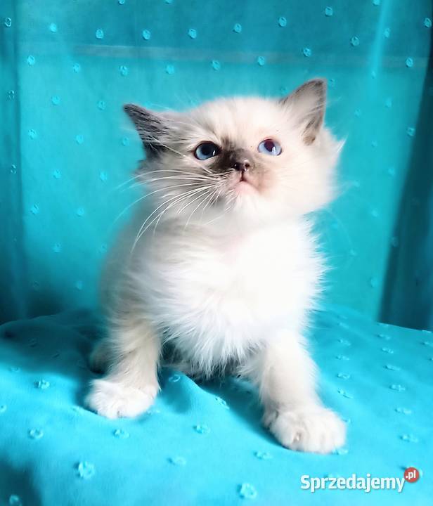 Cudowny kocurek Ragdoll z rodowodem i wyprawką