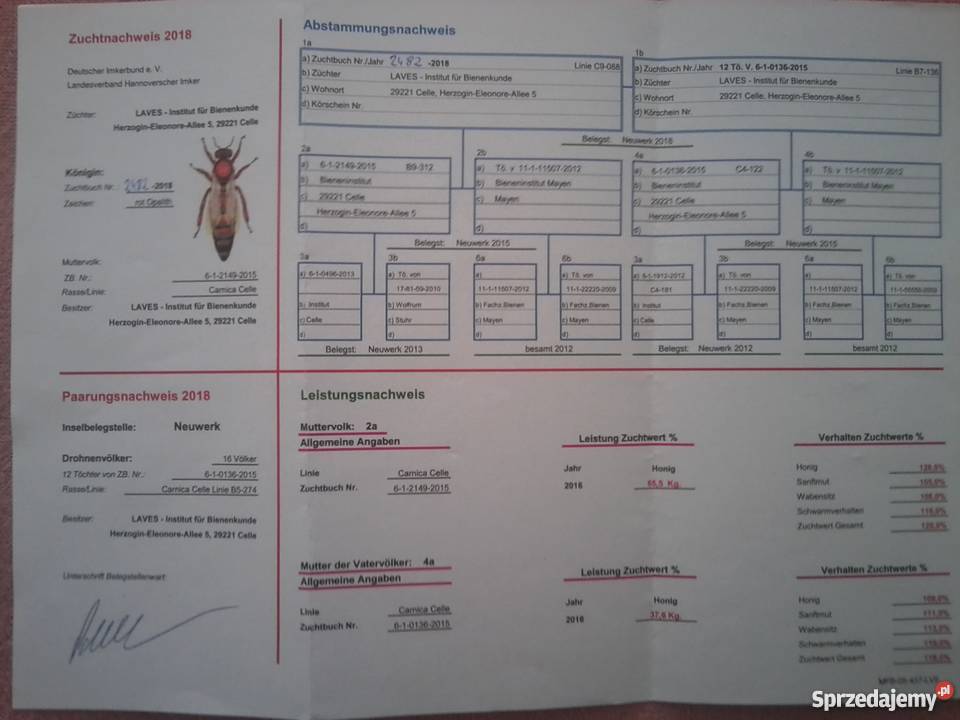 Matki pszczele Carnica Singer i Carnica Celle Pozostałe śląskie Tworóg