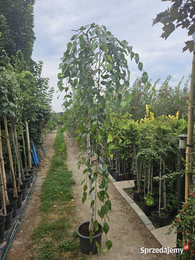 Brzoza brodawkowata Youngii Long Trunk wysokość Sompolno sprzedam