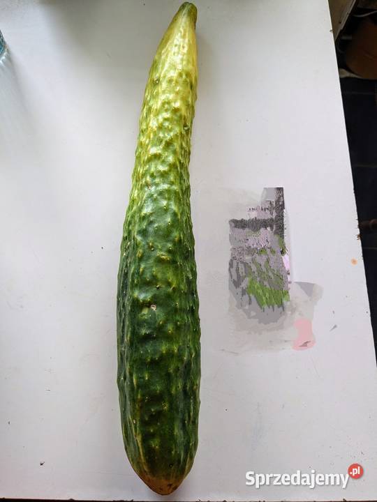 Ogórek sałatkowy długi nasiona wschodnie Kraków
