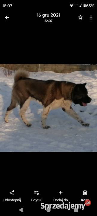 Akita amerykańska Opoczno