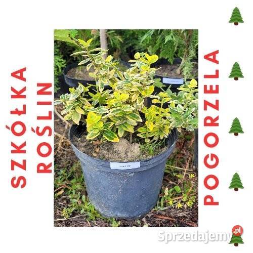 Trzmielina żółta Pogorzela sprzedam