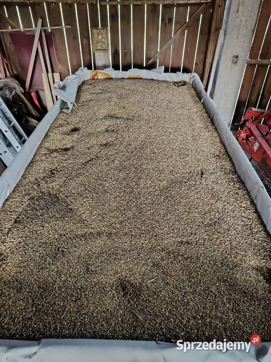 Owies mieszanka z pszenżytem i wyką Jasło sprzedam