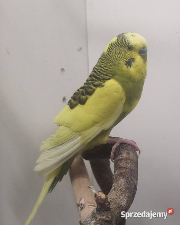 Papugi faliste samiec samica Tarnów