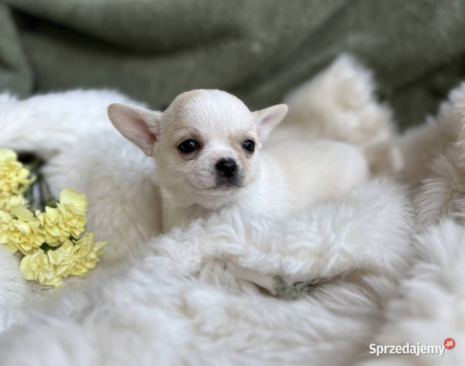 CHIHUAHUA PIĘKNE KRÓTKOWŁOSE SUNIE Warszawa