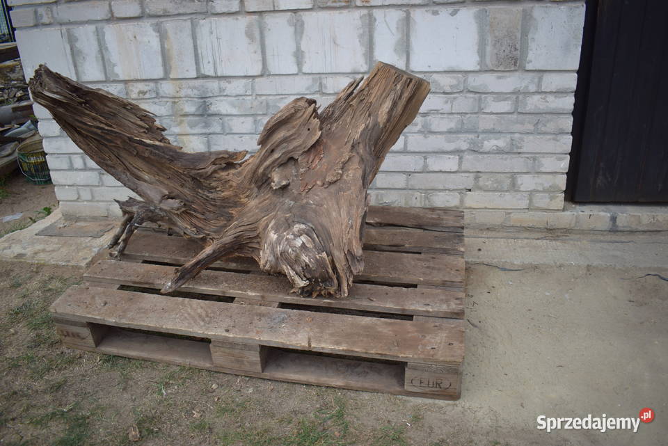 Niepowtarzalny korzeń ozdobny do ogrodu Połaniec