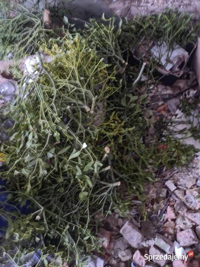 Choinki plecionezwykle naturalne jemioła stroiki świętokrzyskie Brody