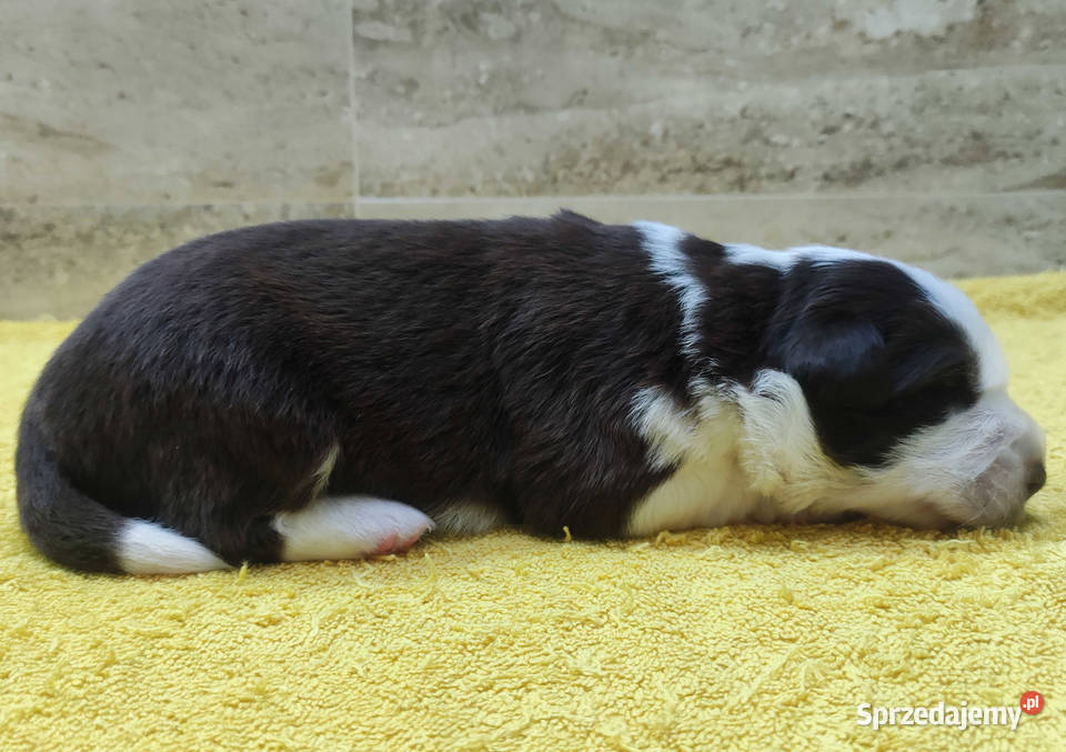 Rasowy pies Border Collie z pełną dok przebadani Iwonicz