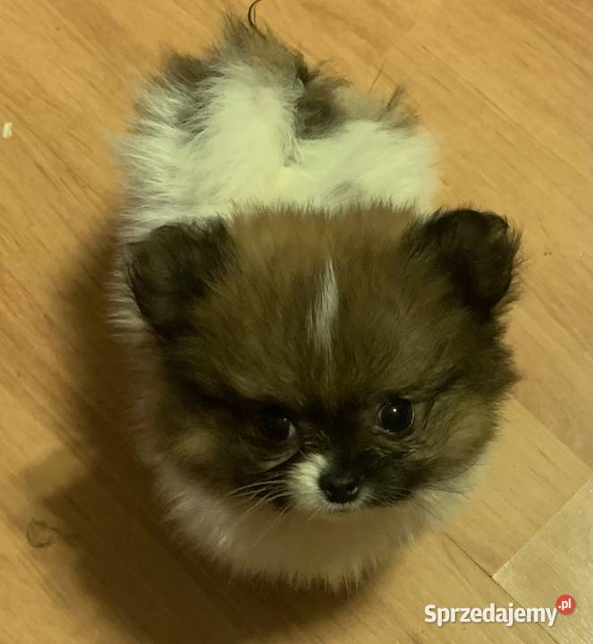 Szpic mini piesek pomeranian z rodowodem Stare Polesie
