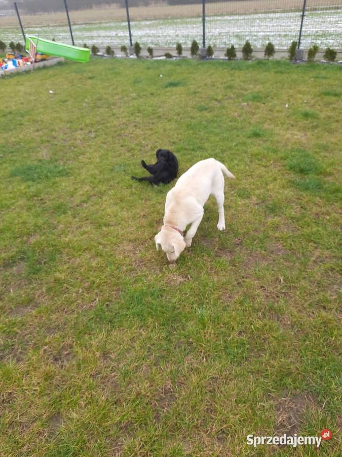 6 miesięczna suczka biszkoptowa Grzymała