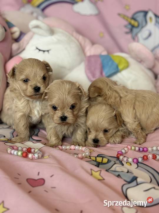 Maltipoo szczenięta