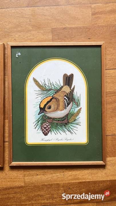 Obrazek z ptaszkiem do powieszenia W ramce