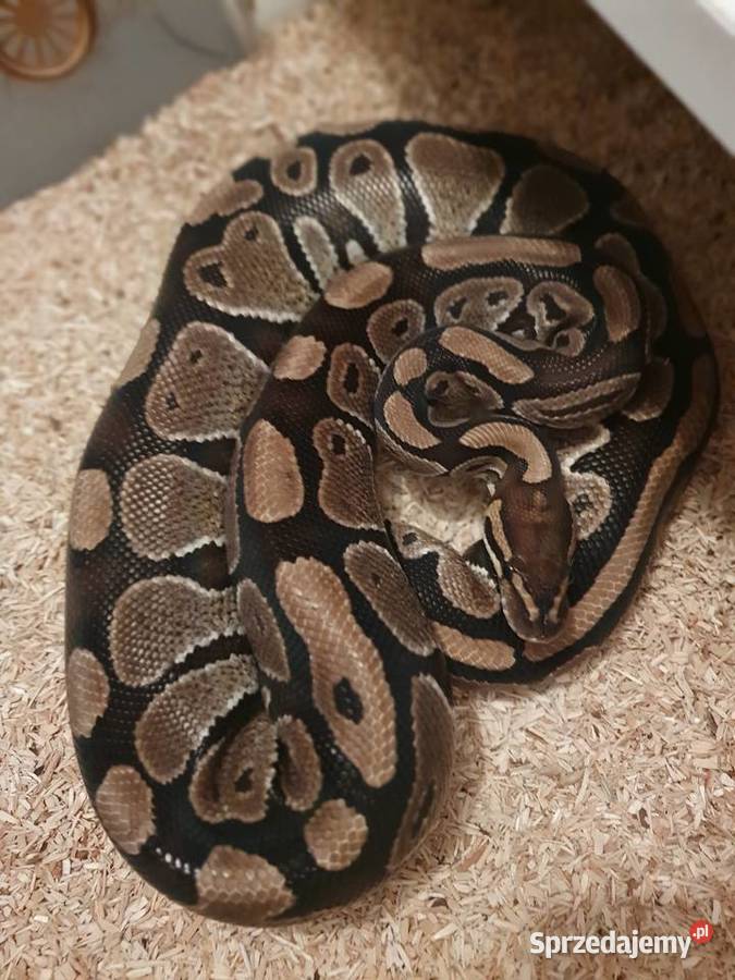 Węże królewskie zbożowe heterodony warmińsko-mazurskie