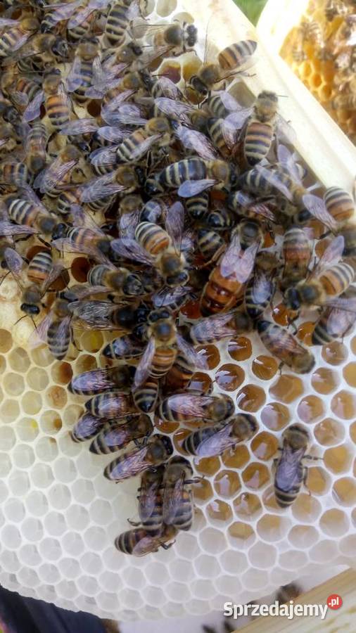 Odkłady pszczele pszczoły ramka WLP matki Warszawa