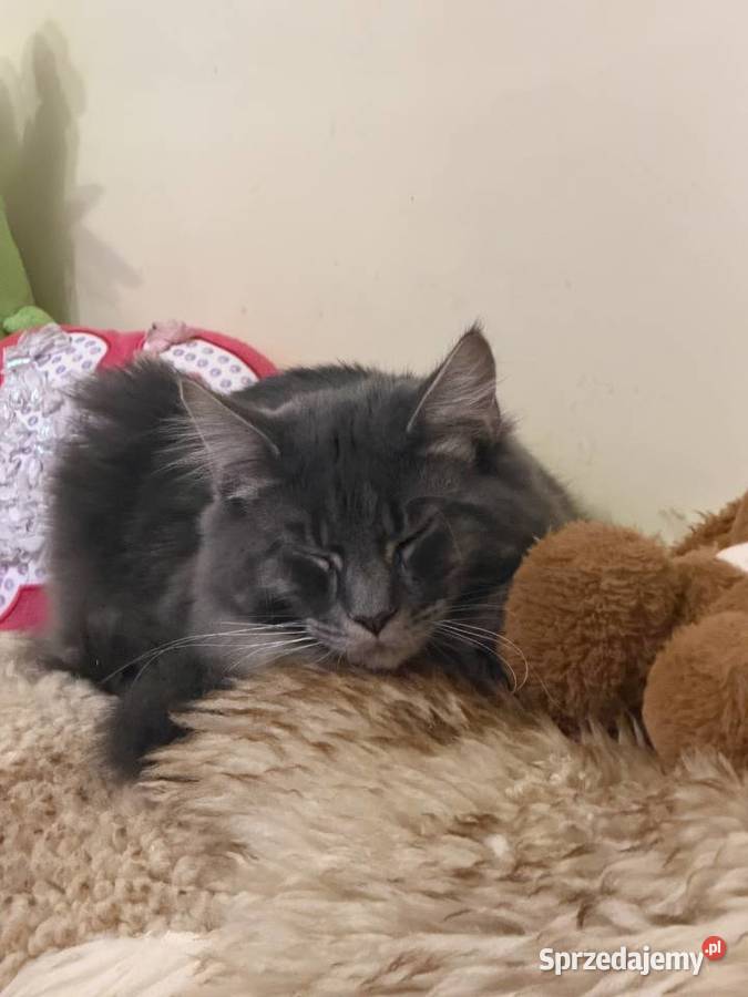 Kocurek Maine coin Warszawa zaraz fife