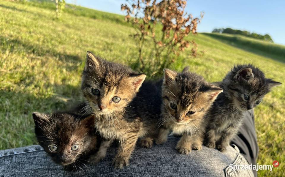 Oddam kotki w ręce Pozostałe