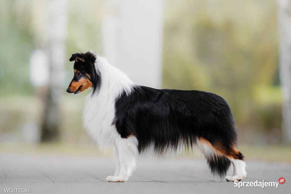 Szczenięta sheltie linia amerykańska owczarek Gorzów Wielkopolski