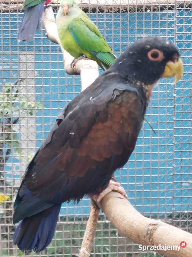 Sprzedam papugi Grodzisk Wielkopolski sprzedam