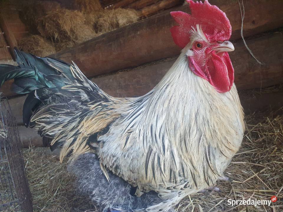 Koguty sprzedaż zamiana Brzesko