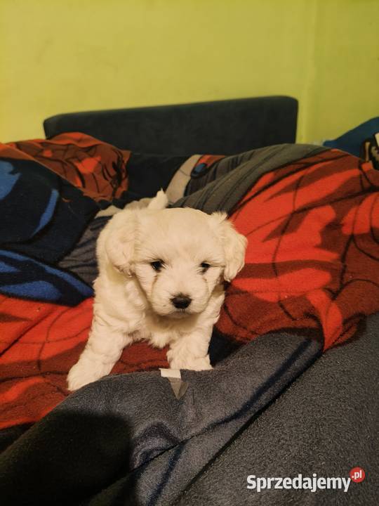 szczeniak maltańczyk Gorzów Wielkopolski