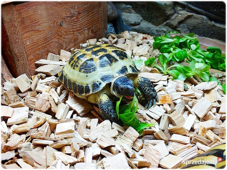 Duże Terrarium z szafką 2 Żółwie Grecki i Lubsko