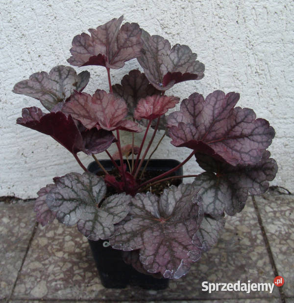 ŻURAWKA Glitter Heuchera sadzonki w doniczkach