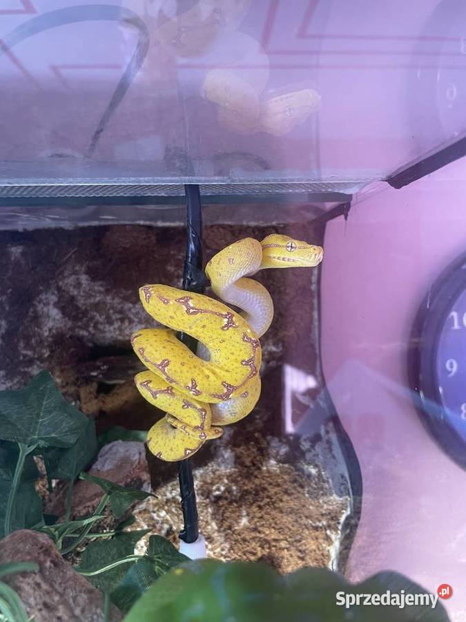 Morelia viridis pyton zielony Częstochowa