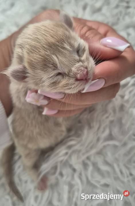 Maine Coon dwa kocurki do rezerwacji Kliniska Wielkie