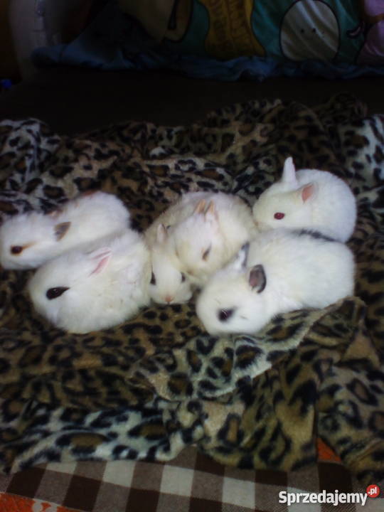 kroliczki karzelki mazowieckie Radom