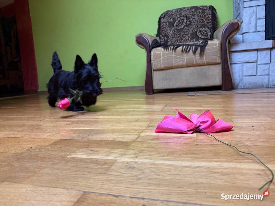 Terrier Szkocki rasowa suczka 4mce rodziny ZKwP Mińsk Mazowiecki sprzedam