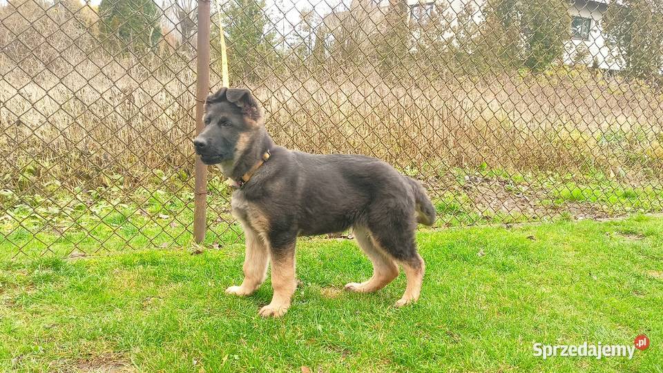Owczarek niemiecki krótkowłosy piesek Psy mazowieckie Wola Pieczyska
