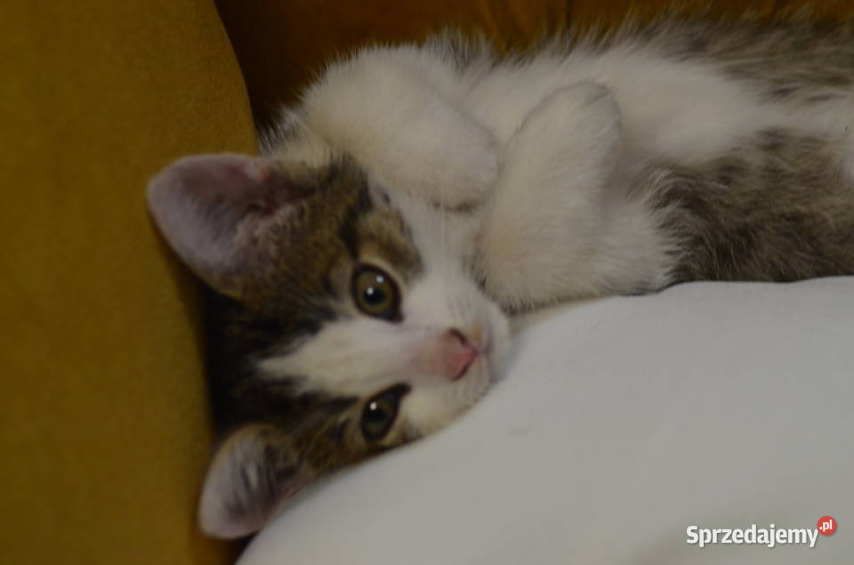 Mały domowy kotek śląskie Wilkowice